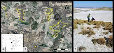 Ant Communities Resist Even in Small and Isolated Gypsum Habitat Remnants in a Mediterranean Agroecosystem